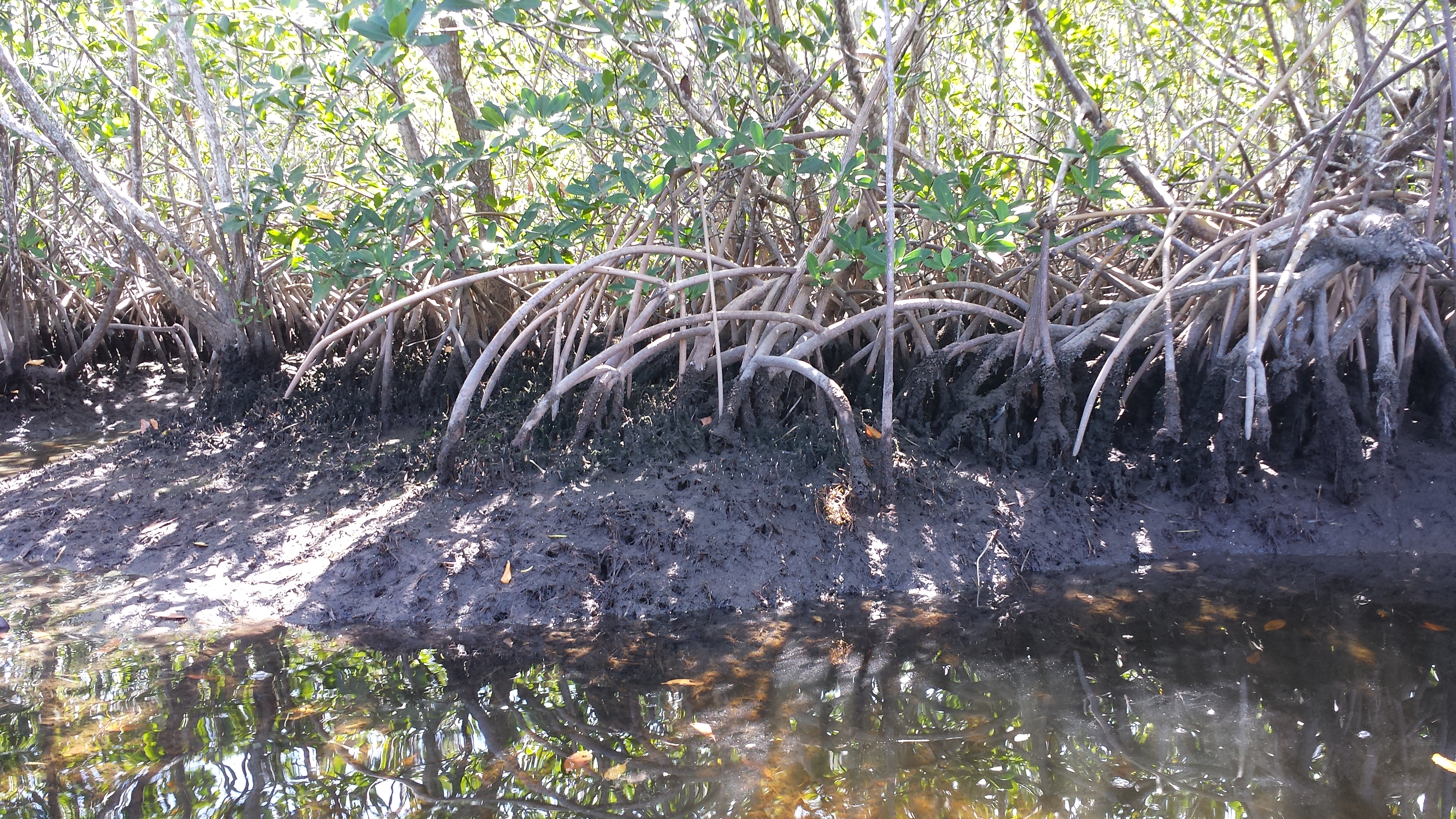 Mangrove roots in Biscayne National Park