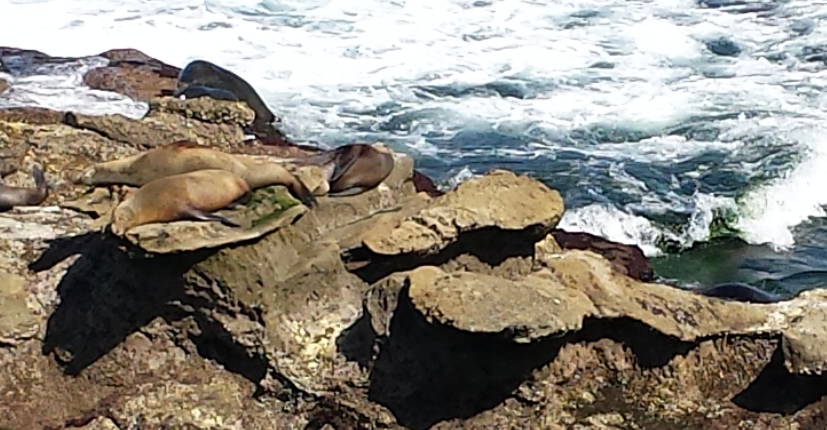La Jolla sea lions 20160404_150213